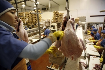 В Ростовской области из-за птичьего гриппа ужесточили контроль биобезопасности