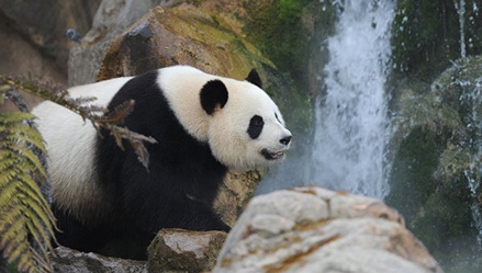 WWF не будет менять логотип после исключения панды из списка вымирающих видов