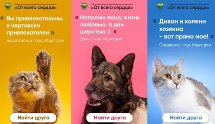 Дептранс объявил о запуске онлайн-сервиса для помощи животным в Москве