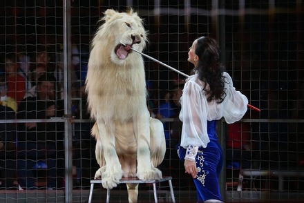 В столице Ингушетии запретили передвижные цирки с животными