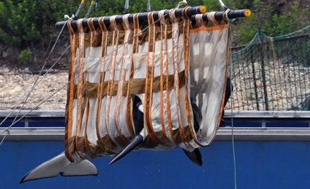 В Охотское море выпустили ещё трёх косаток из «китовой тюрьмы»