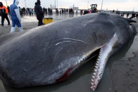В Бельгии на берег выбросился кит
