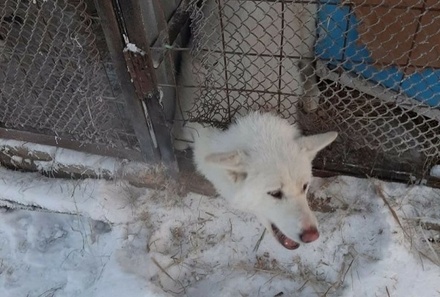Зоозащитники заявили о массовой гибели собак и кошек в Якутии из-за морозов