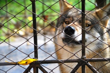 В зоопарке Барнаула волк напал на ребёнка