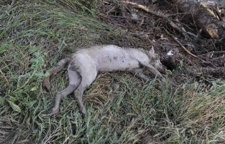 Шесть волков убиты на территории детской больницы в Тбилиси
