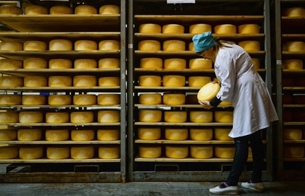 В Минсельхозе опровергли данные о 80% фальсифицированного сыра на рынке