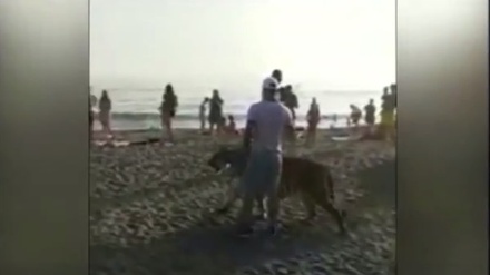 Полиция Приморья проверяет видео выгуливания тигра на поводке на пляже