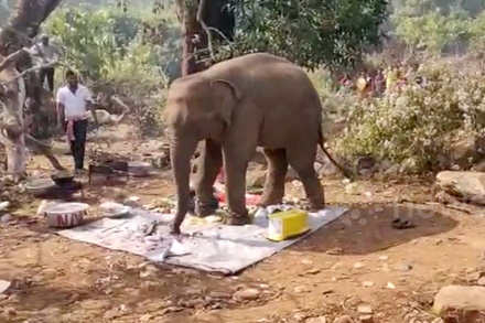 В Индии слон прогнал людей с пикника и съел всю еду