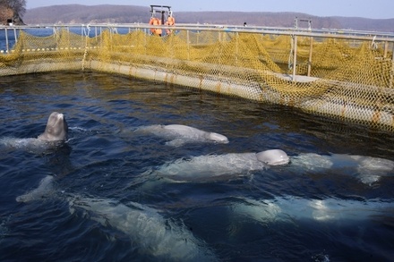 Косаток из «китовой тюрьмы» в Приморье перегружают в машины для последующего выпуска