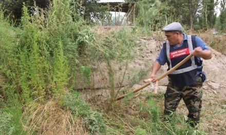 В Киргизии тысяча человек четыре дня уничтожали 126 тонн конопли