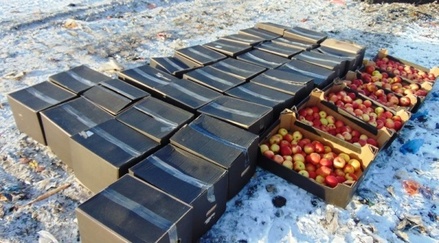 В Подмосковье уничтожили 20 тонн «санкционных» яблок