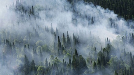 Счётная палата оценила ущерб от лесных пожаров в 2 млрд 400 тыс. рублей