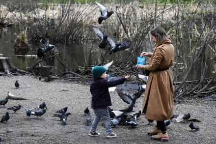 В Магадане за кормление голубей будет грозить штраф до 5 тысяч рублей