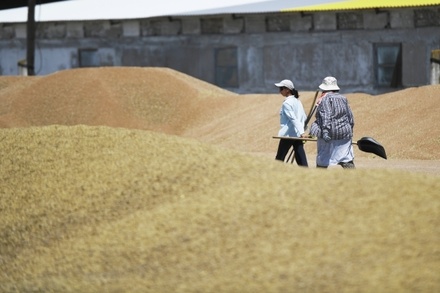 Россия дала ООН 90 дней на снятие препятствий для экспорта в рамках «зерновой сделки»