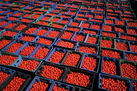 Россельхознадзор разрешил ввоз томатов из Азербайджана и Узбекистана