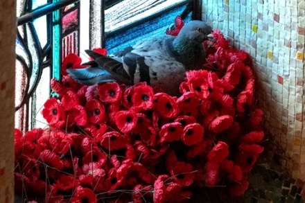 В Австралии голубь свил гнездо из цветов с могилы Неизвестного солдата