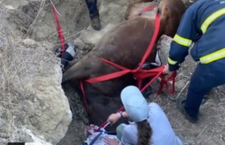 В Калифорнии с помощью вертолёта спасли застрявшую в обломках бетона лошадь