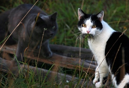 В Новой Зеландии предложили запретить держать дома кошек