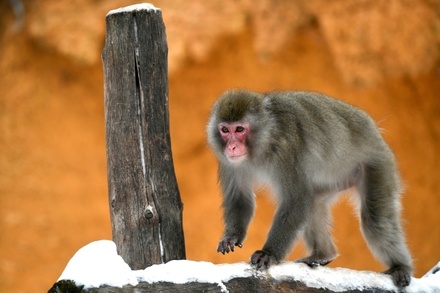 В Белоруссии планируют создать тест-систему для выявления оспы обезьян