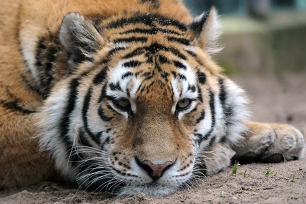 Под Хабаровском охотник застрелил напавшего на него амурского тигра