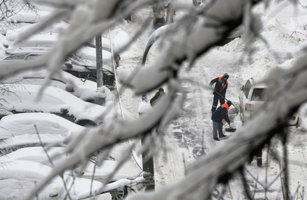Упавшее в Москве дерево стало причиной гибели человека