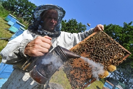 Правительство Удмуртии компенсирует пасечникам потери от массовой гибели пчёл