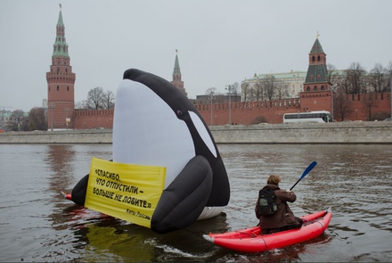 В Москве задержаны активисты Greenpeace за акцию с надувной косаткой у Кремля