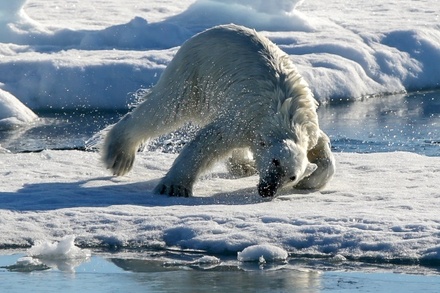 В WWF назвали ранение белого медведя на острове Врангеля несчастным случаем
