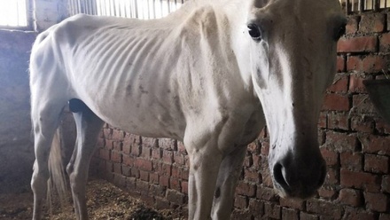 Зоозащитники рассказали о голодающих полицейских лошадях в Саратовской области