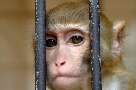 Эпидемиолог развеял опасения по поводу дефектов кожи после оспы обезьян: никто не будет ходить рябым