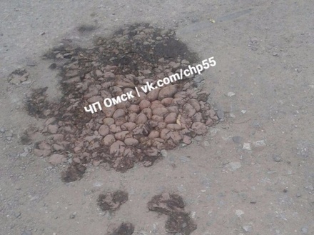 Жители Омска засыпают ямы на дорогах картофелем
