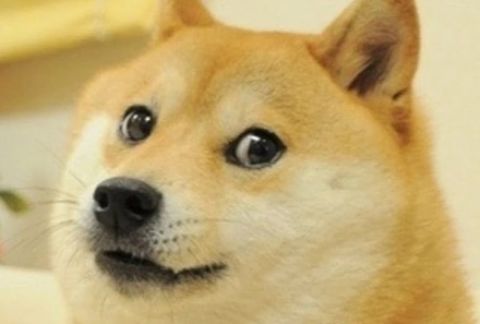В Японии умерла собака-прообраз интернет-мема Doge