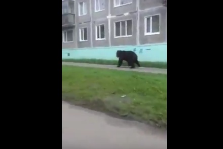 На Камчатке в центр города Вилючинска из леса вышел медведь