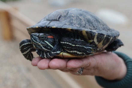 В пруду на Камчатке обнаружили тропическую черепаху