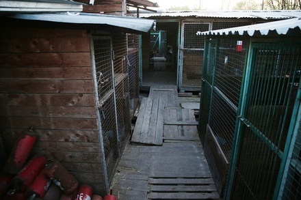 Полиция начала проверку по факту конфликта у приюта для животных «Эко Вешняки»