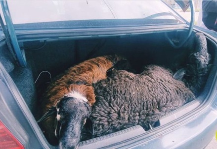 В машине каршеринга в Санкт-Петербурге нашли живых баранов