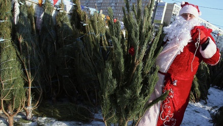 Больше 200 ёлочных базаров начнут работать в Москве 20 декабря