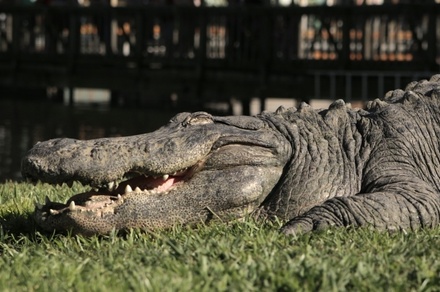 В США аллигатор съел упавшего в болото лётчика