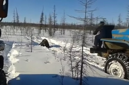 СКР проверит видео с жестоким убийством медведя в Якутии 