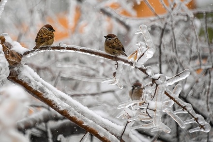 В Приморье объявили штормовое предупреждение из-за аномальных морозов
