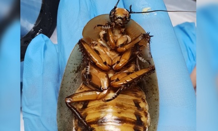 В Красноярске ветеринары прооперировали таракана