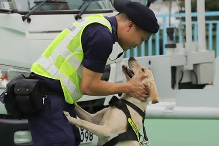 Китай исключил собак из списка животных, которых можно есть