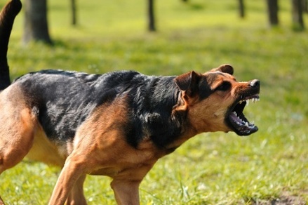 Австрийские учёные нашли связь между нервозностью собаки и характером хозяина