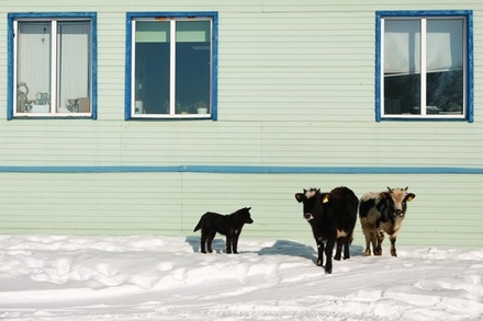 Паразитолог Сеченовского университета предупредил о риске заражения эхинококком от собак и скота