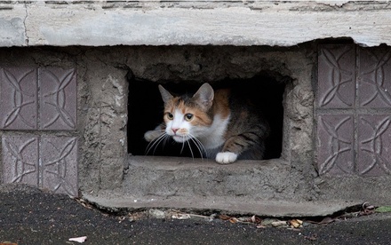 Юрий Куклачёв поддержал идею открыть подвалы жилых домов для кошек