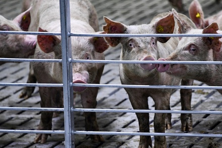 Белоруссия запретила ввоз российских свиней