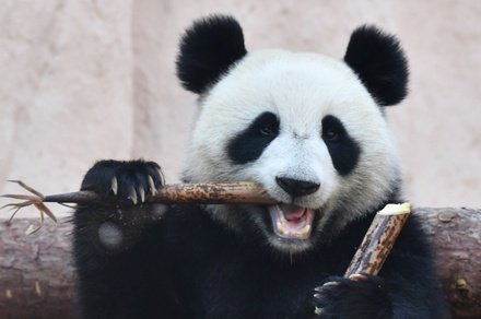 Московский зоопарк запустил онлайн-трансляцию из вольеров панд