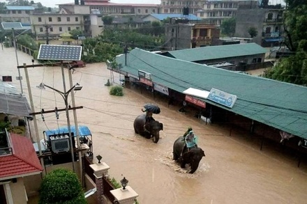 Из зоны наводнений в Непале туристов эвакуировали на слонах