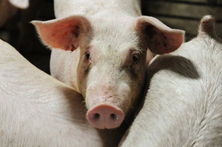 ВТО отклонила апелляцию РФ по делу о запрете поставок европейской свинины