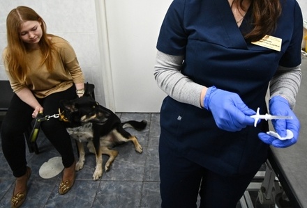 Глава комитета ветеринарии Москвы назвал безопасным чипирование домашних животных